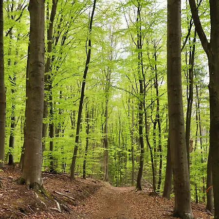 Hotel & Wander Gassbachtal Grasellenbach